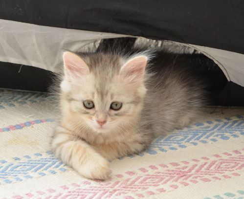 sibirisk katt Mangaka